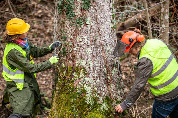  Lake Arrowhead, ME Tree Care Pros