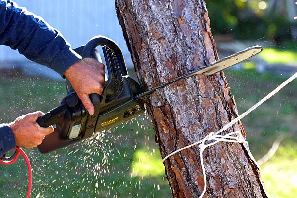 Lake Arrowhead, ME Tree Care Company