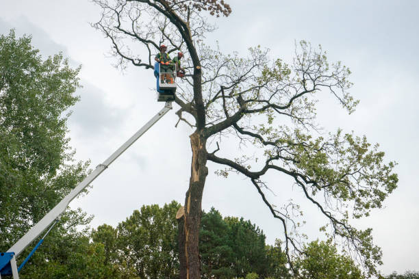 How Our Tree Care Process Works  in  Lake Arrowhead, ME