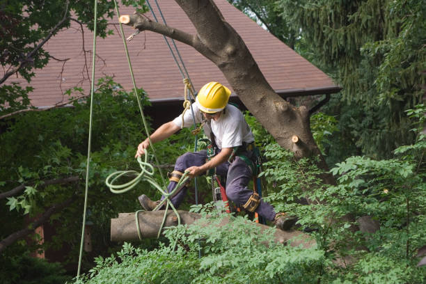 Best Tree Trimming and Pruning  in Lake Arrowhead, ME
